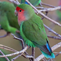 Rosy-faced Lovebird